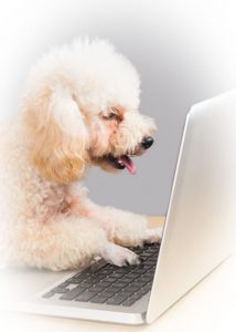 Mount Tamborine Marriage Celebrant Reviews